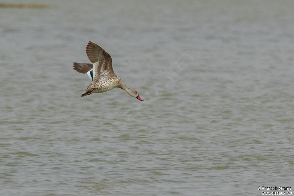 Cape Teal