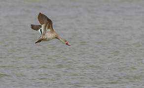 Cape Teal