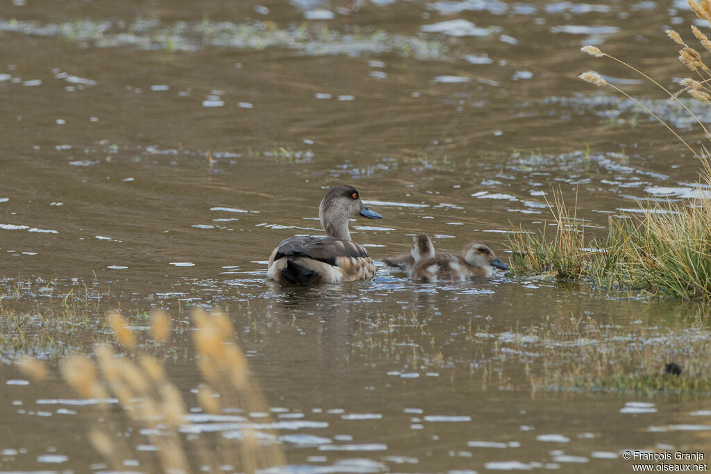 Canard huppé