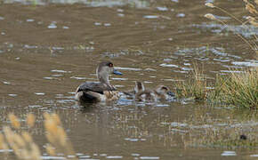 Canard huppé