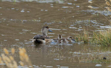 Canard huppé