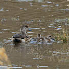 Canard huppé