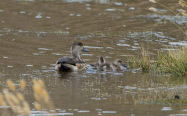 Canard huppé