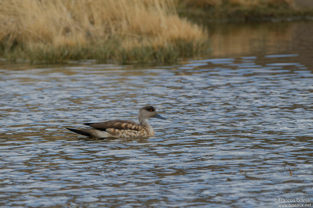 Canard huppé