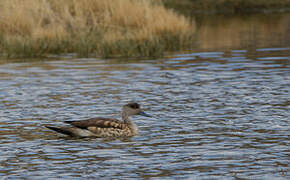 Crested Duck