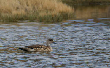 Canard huppé