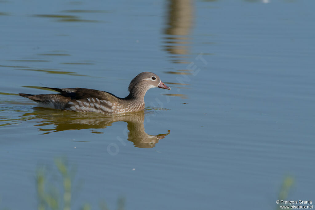 Canard mandarin femelle