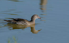 Mandarin Duck