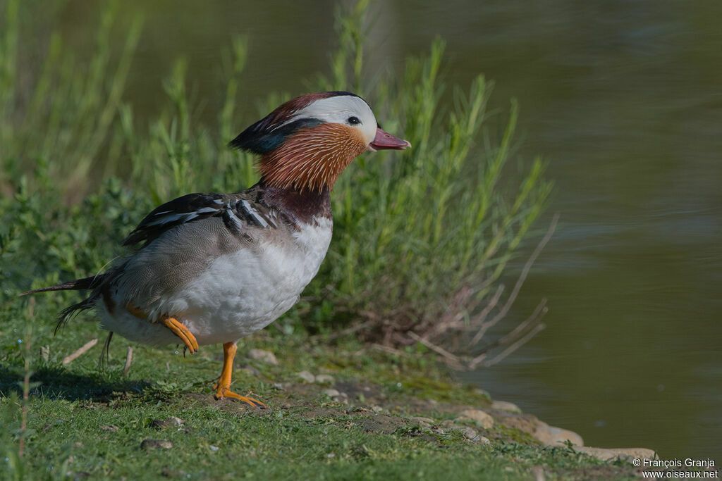 Mandarin Duck male