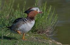 Canard mandarin