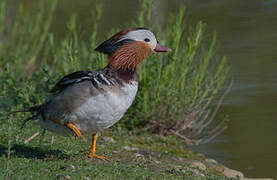 Mandarin Duck