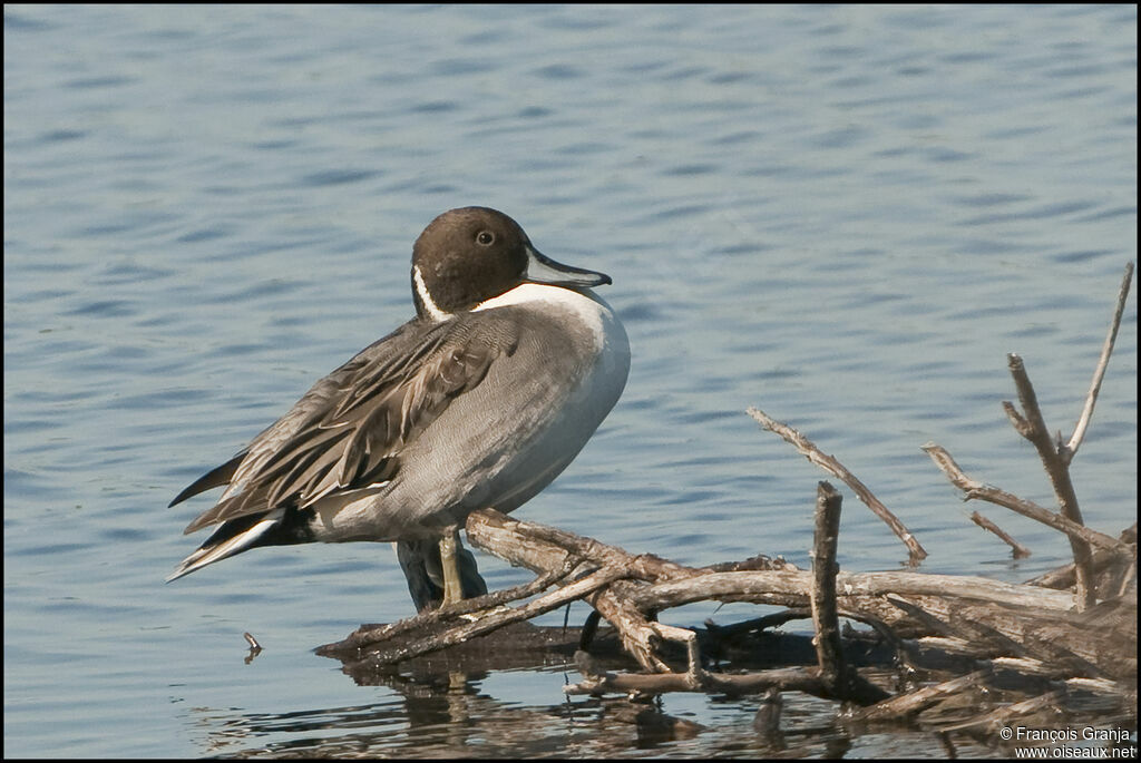 Canard piletadulte