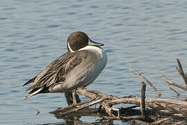 Canard pilet