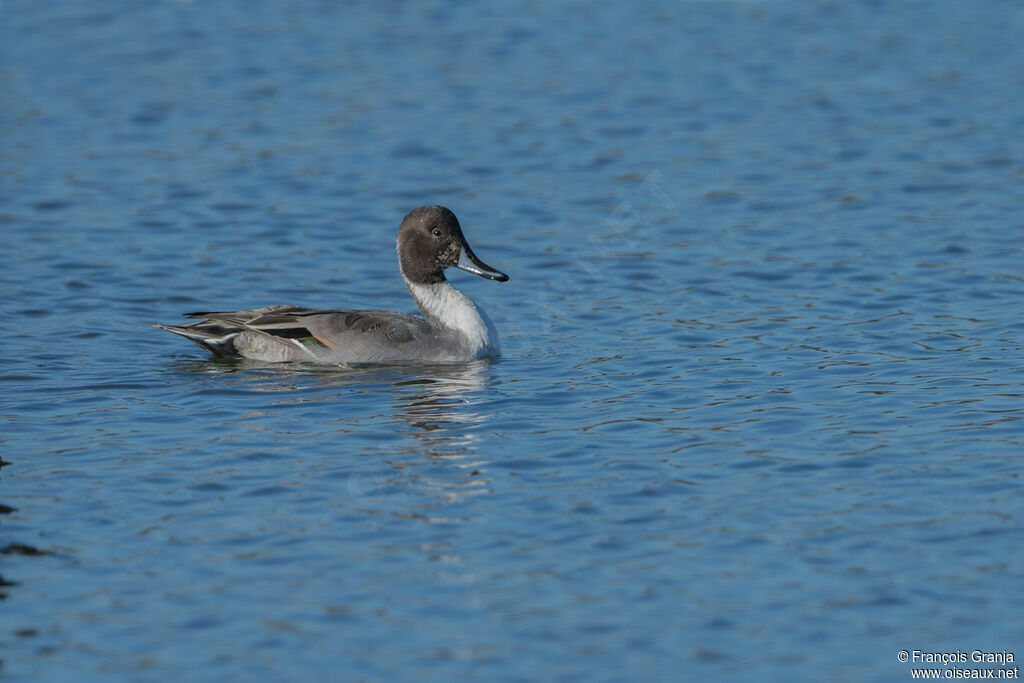 Canard pilet