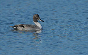 Canard pilet