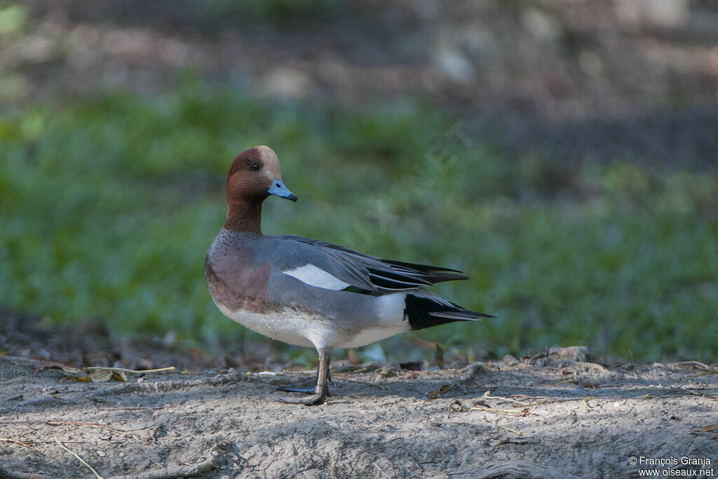 Eurasian Wigeon