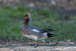 Canard siffleur