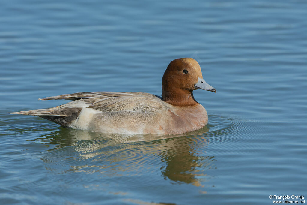 Canard siffleuradulte