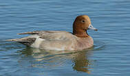 Canard siffleur