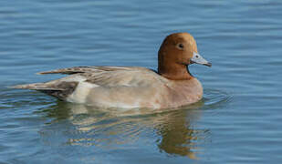 Eurasian Wigeon