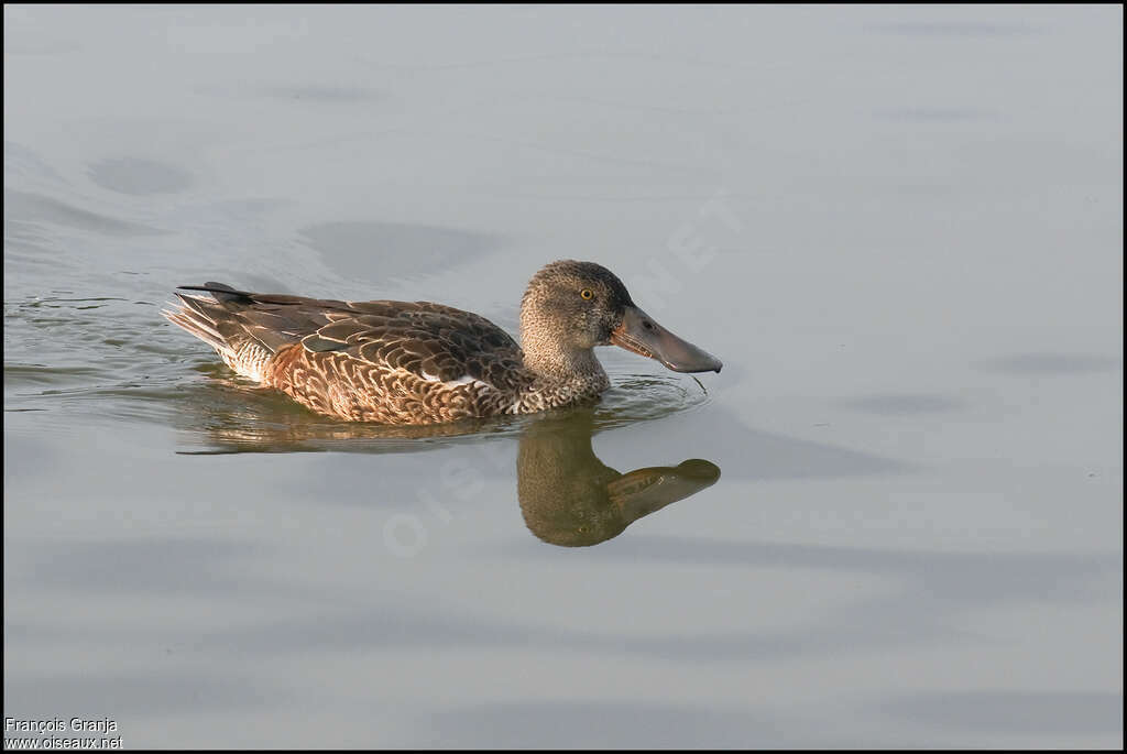 Northern Shoveler male First year, identification