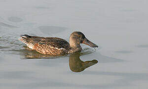 Northern Shoveler