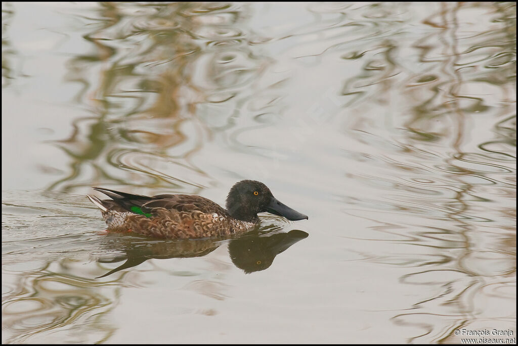 Northern Shoveler male