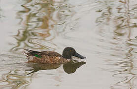 Canard souchet