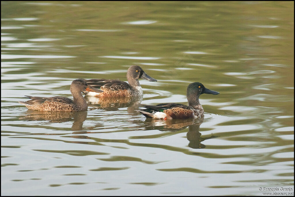 Canard souchet