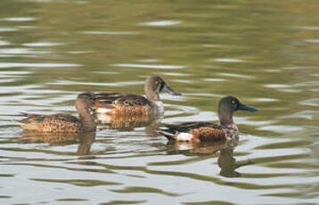 Canard souchet