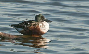 Canard souchet