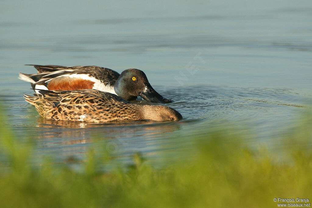 Canard souchet adulte