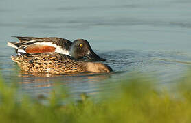 Northern Shoveler