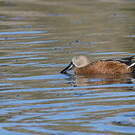 Canard spatule