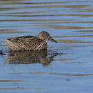 Canard spatule