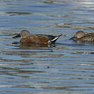 Canard spatule
