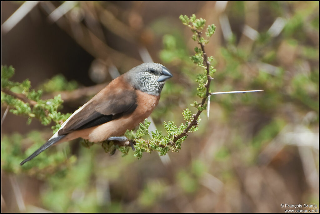 Grey-headed Silverbilladult, identification