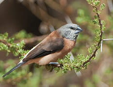 Grey-headed Silverbill