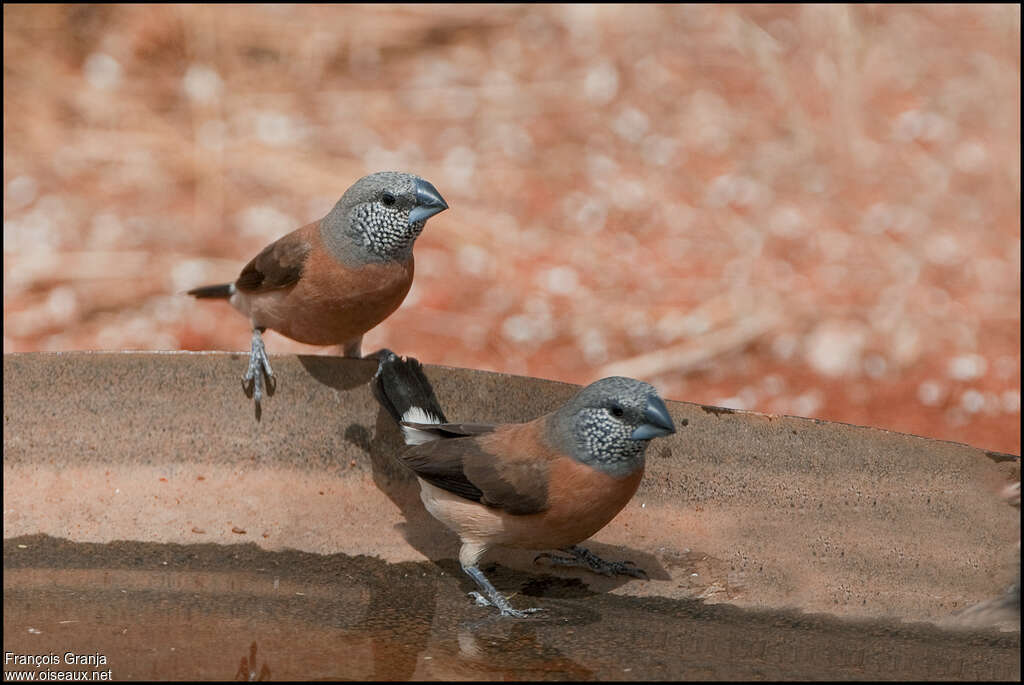 Grey-headed Silverbilladult, pigmentation, drinks