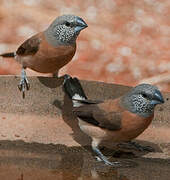 Grey-headed Silverbill