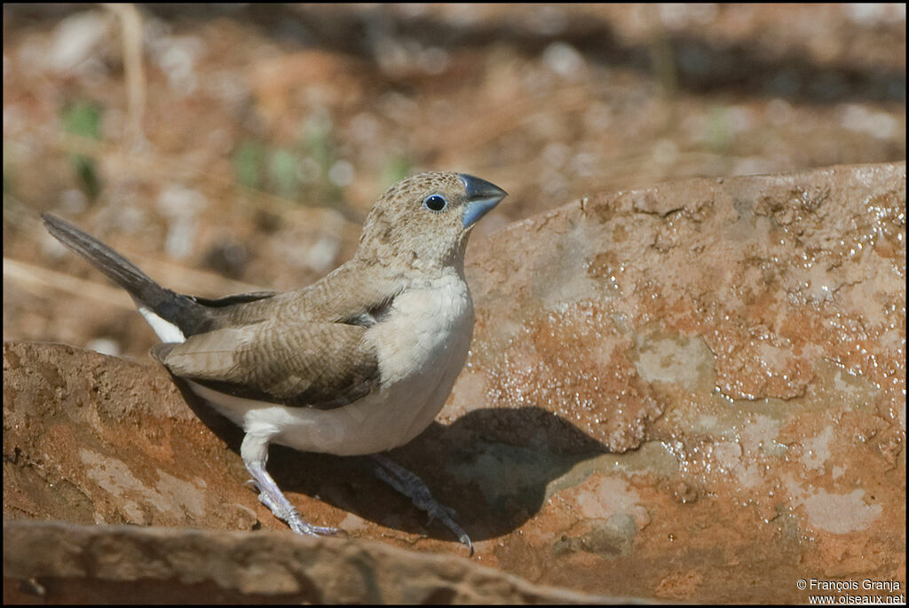 African Silverbill