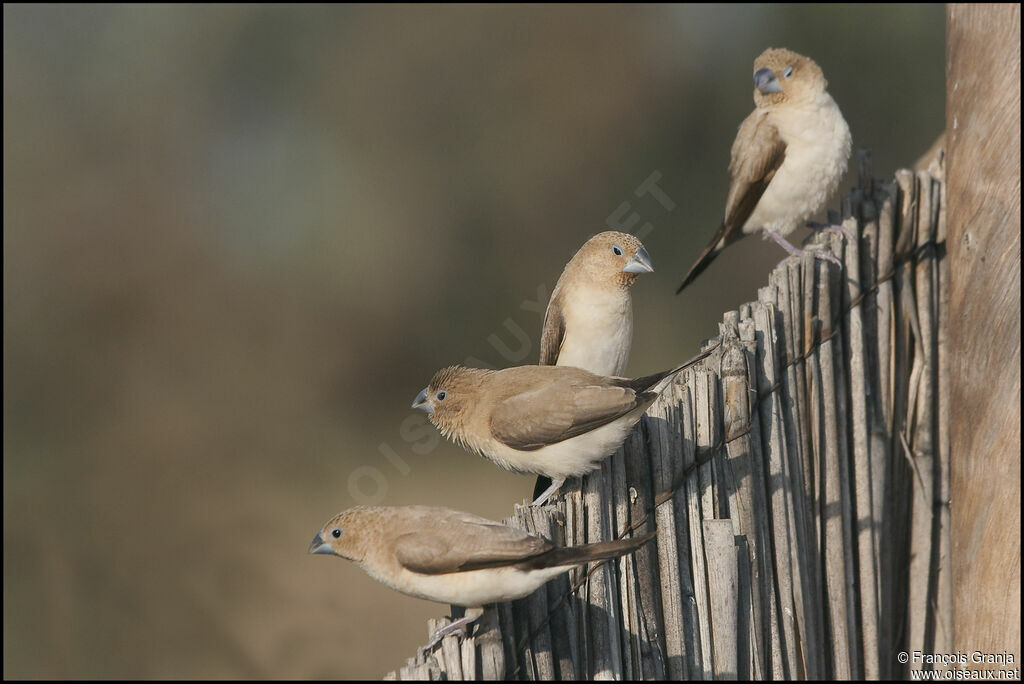 African Silverbill