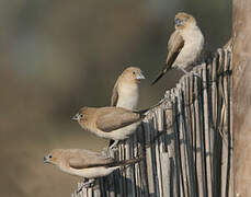 African Silverbill