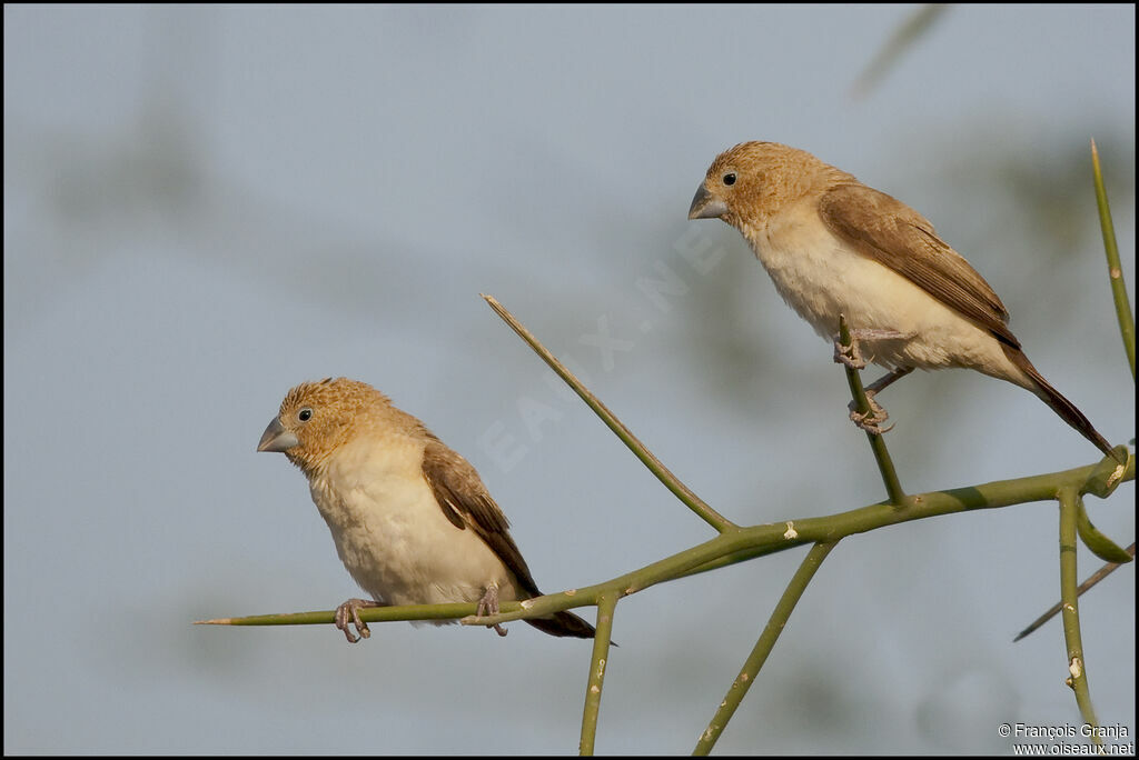 African Silverbill