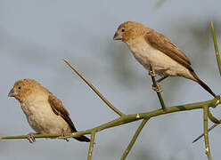 African Silverbill