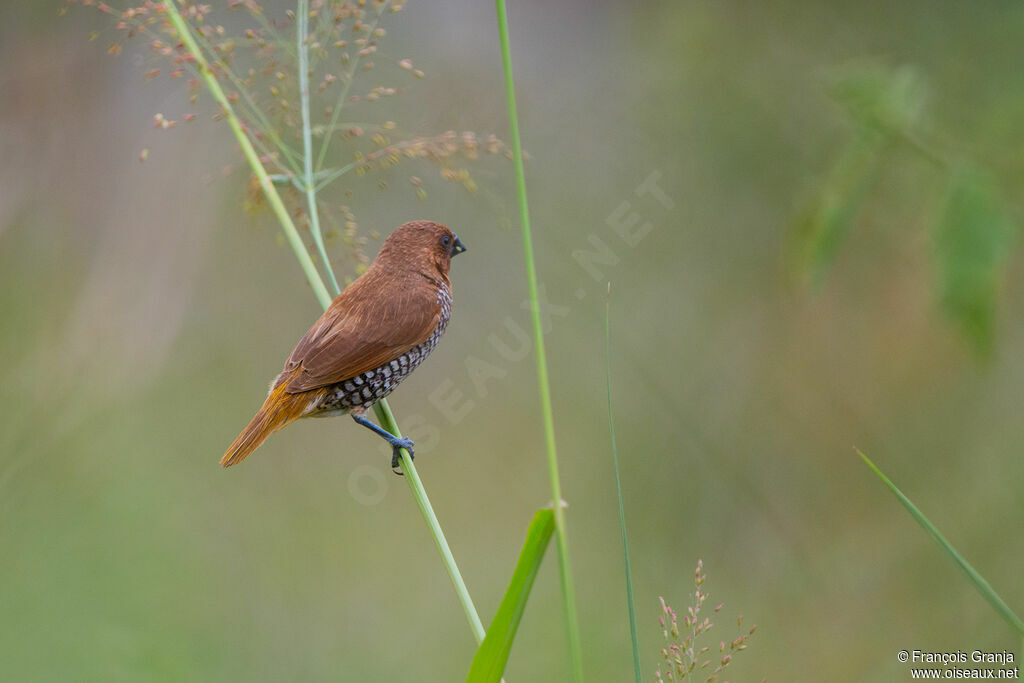 Scaly-breasted Munia