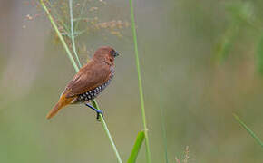 Scaly-breasted Munia