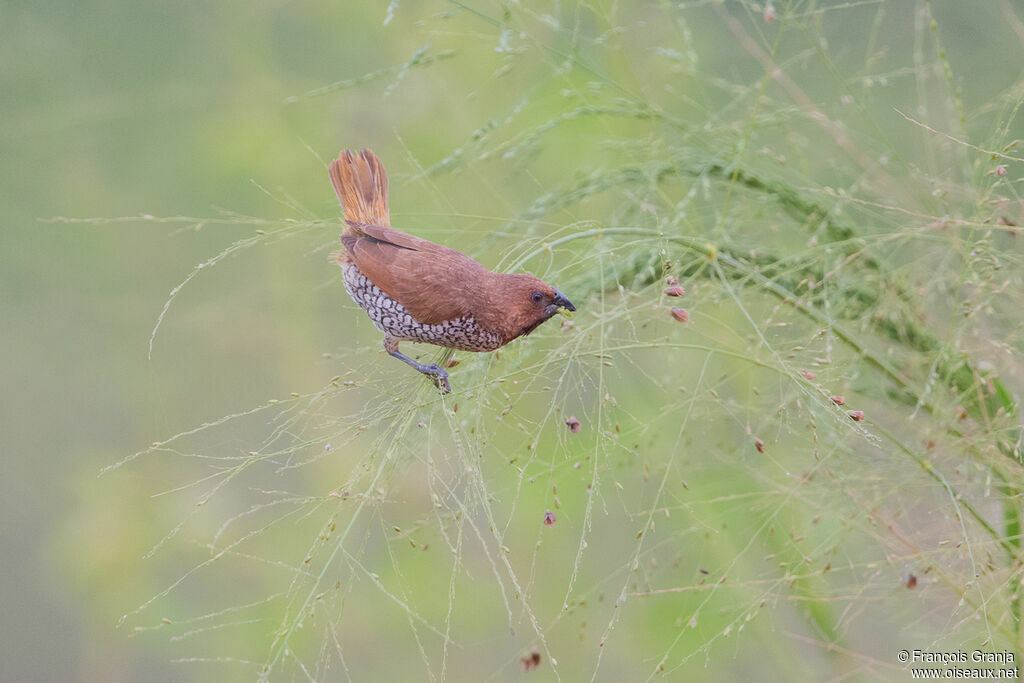 Scaly-breasted Munia