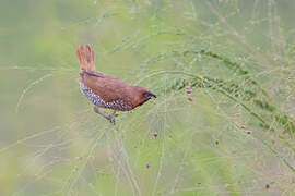 Scaly-breasted Munia