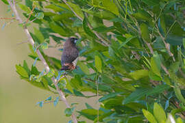 White-rumped Munia